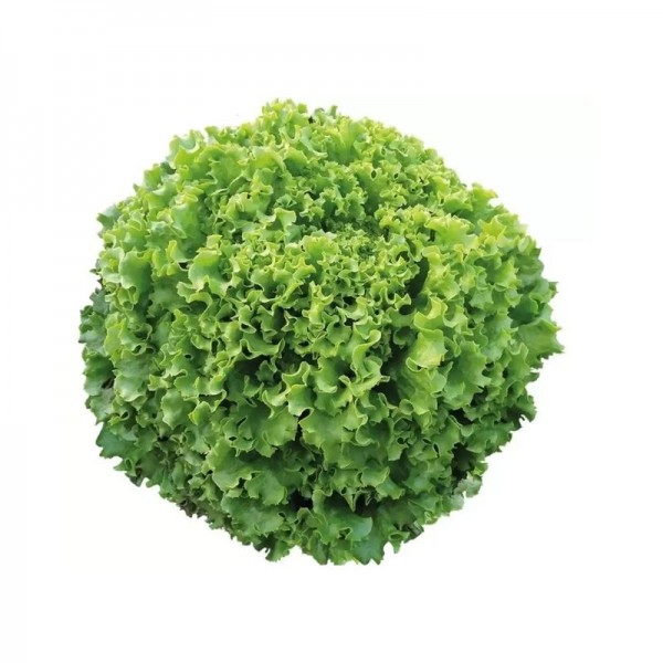 Green Curly