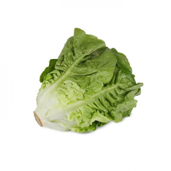 GREEN ROMAINE