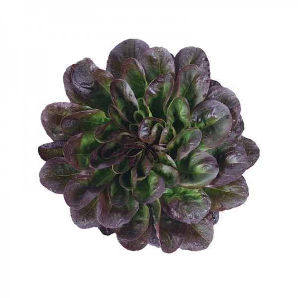 Kırmızı Göbek Marul