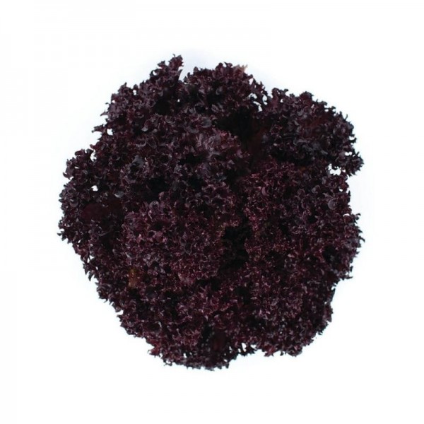 Kırmızı Kıvırcık