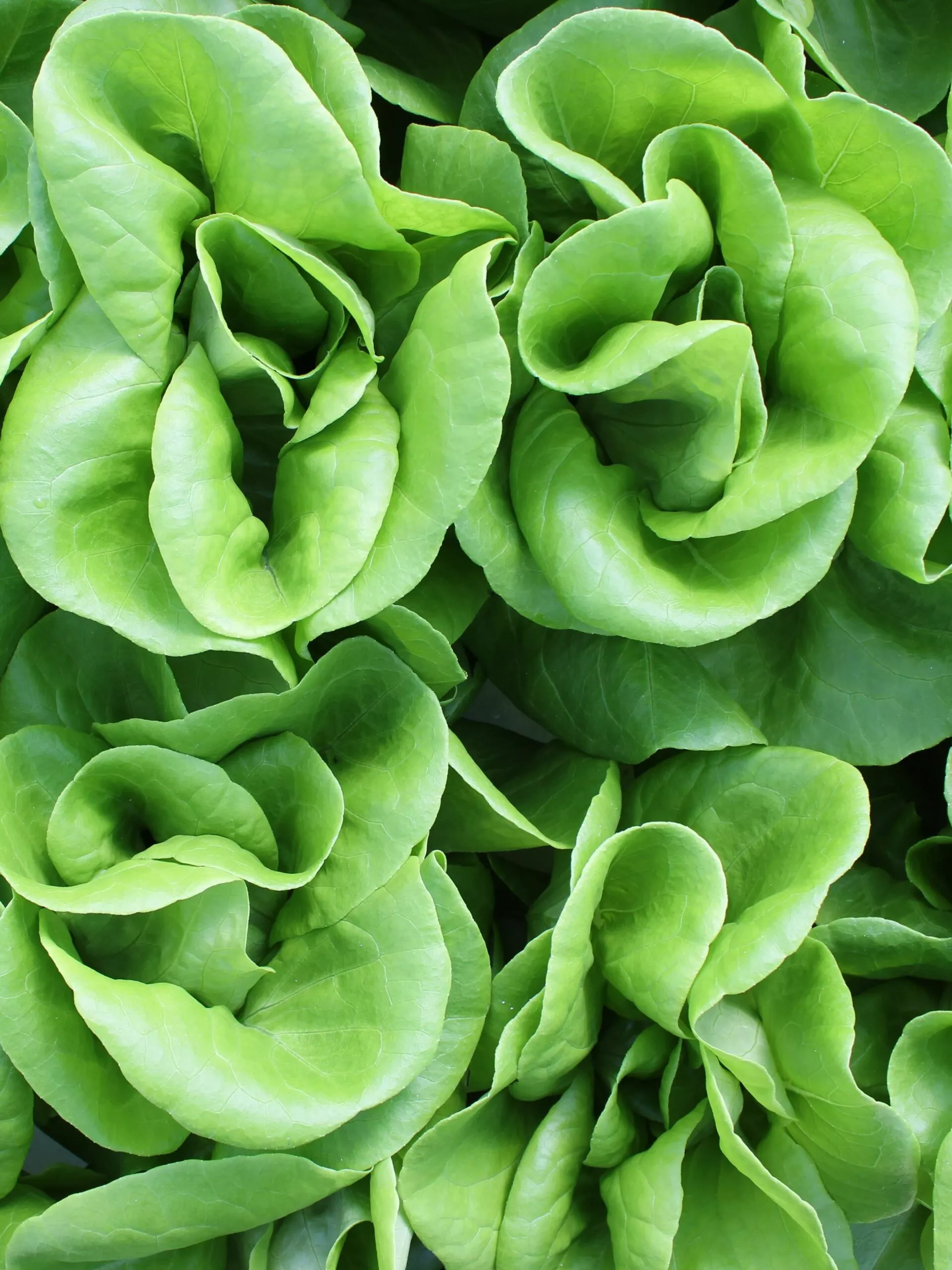 Fresh Greens