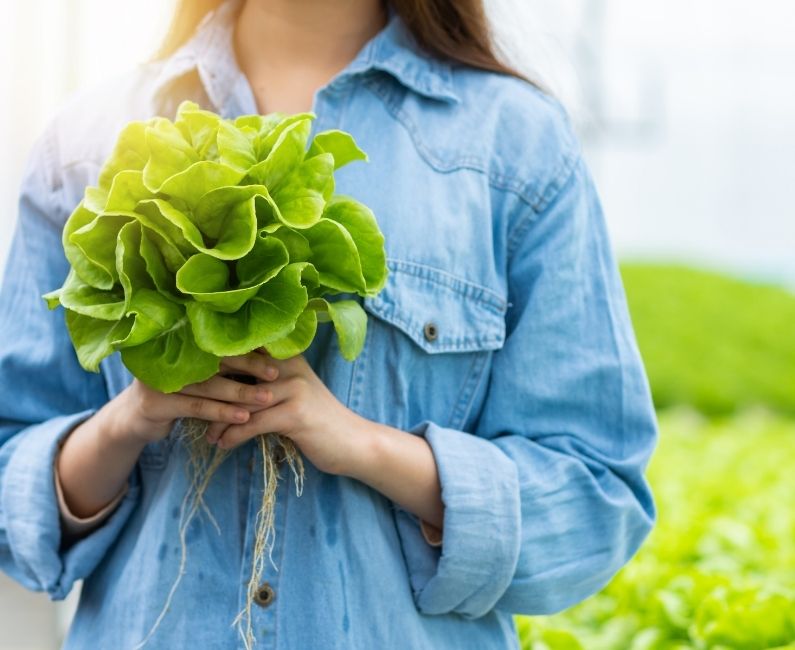 Doğadan Sofranıza Sağlık ve Tazelik – Freshco Greens